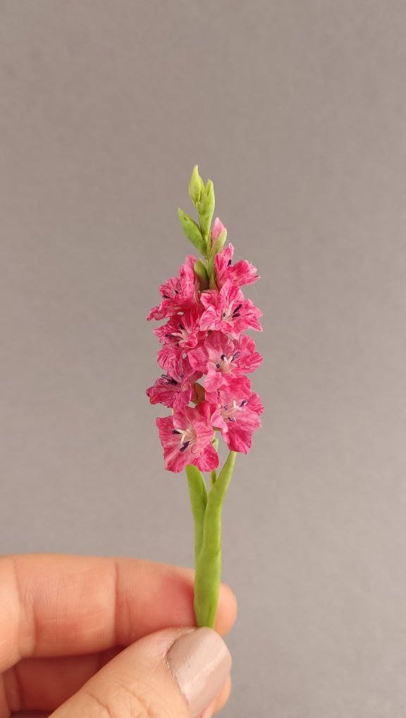 Gladiolus 1:12