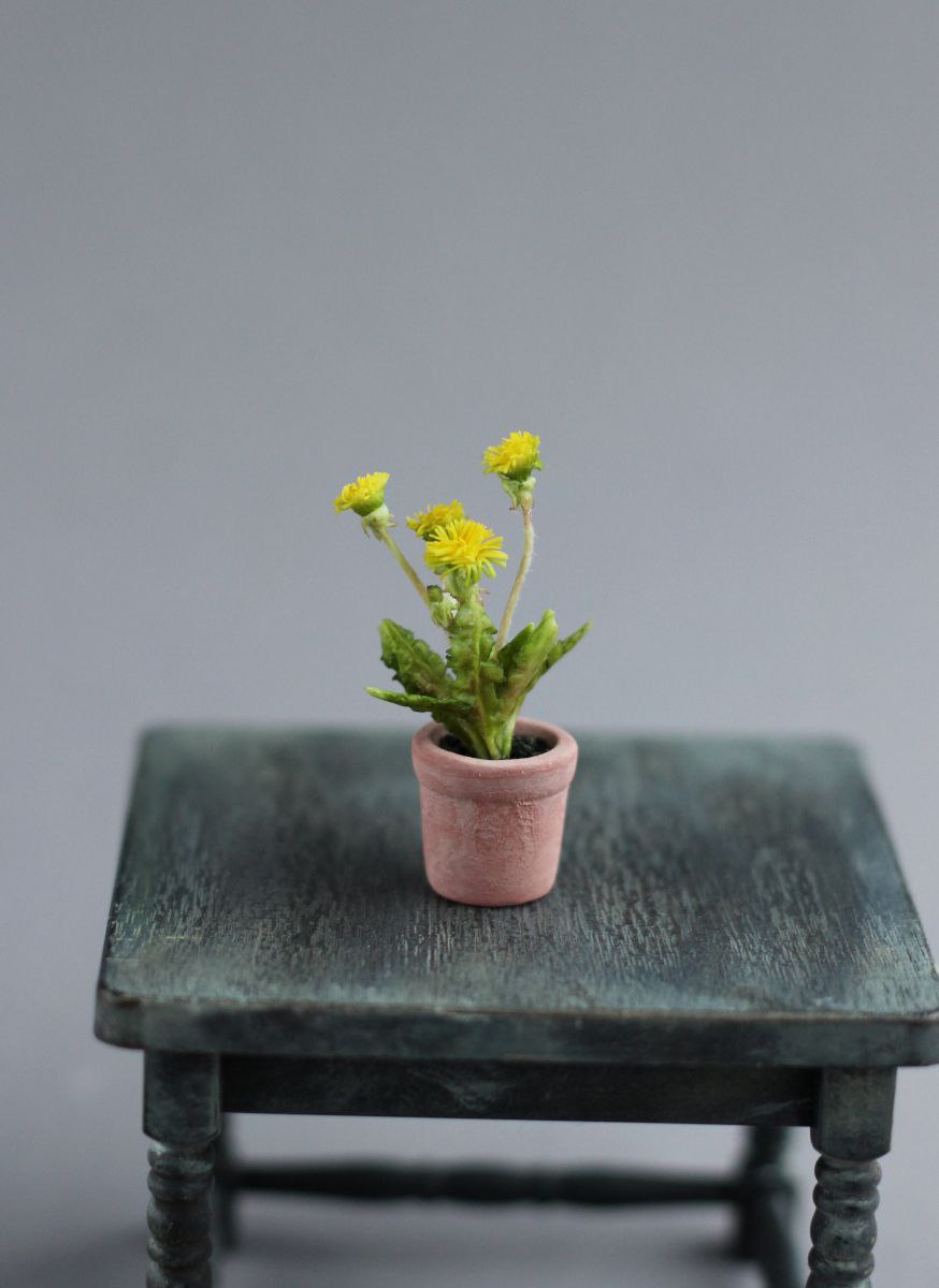 Dandelion in a flower pot