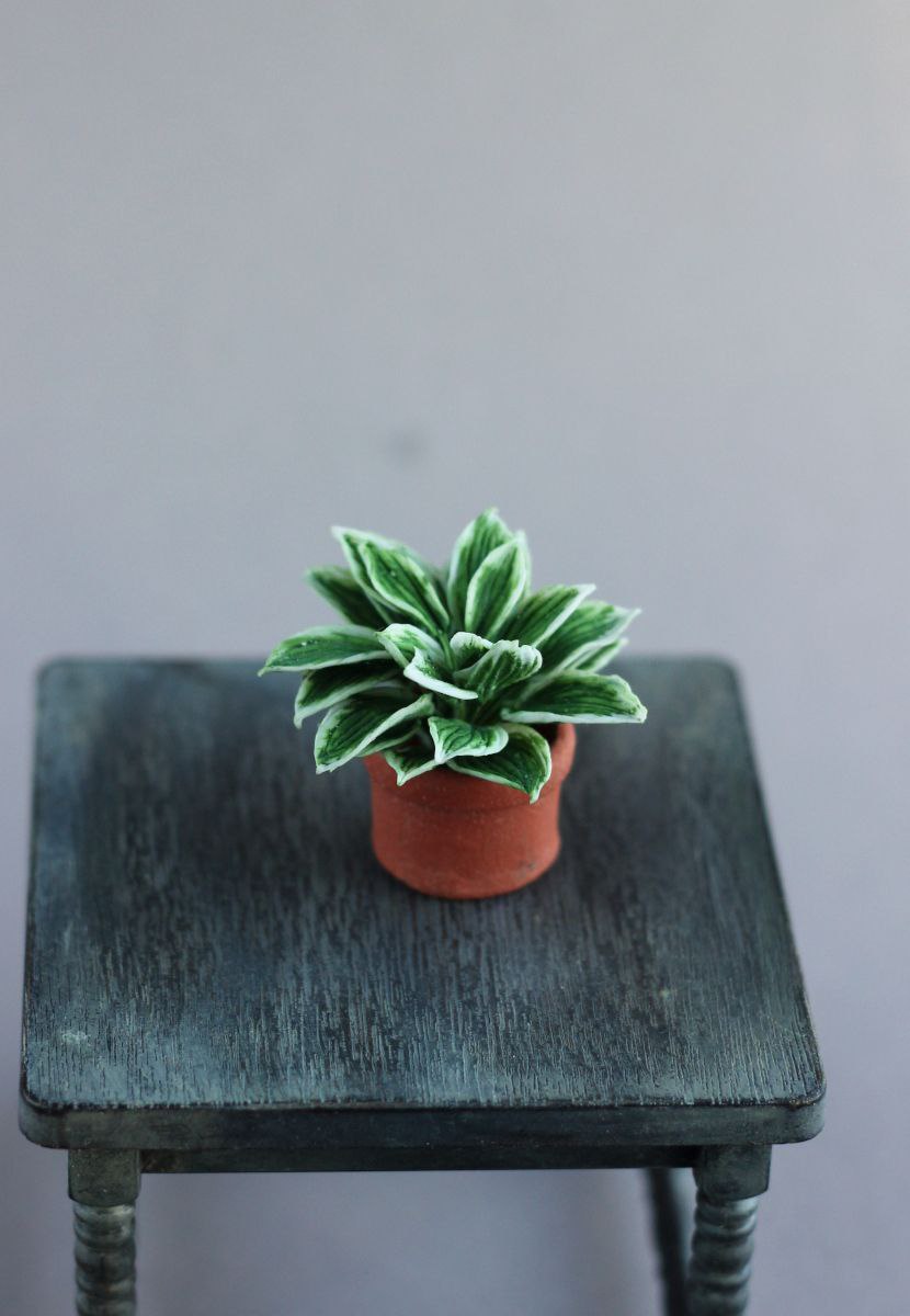Нosta ventricosa Miniature 1:12
