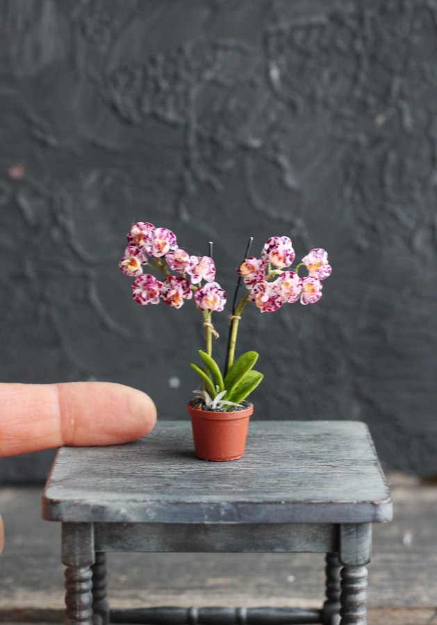 Phalaenopsis orchid in a pot 1:12