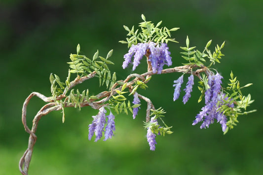 * Wisteria in a Pot 1:12