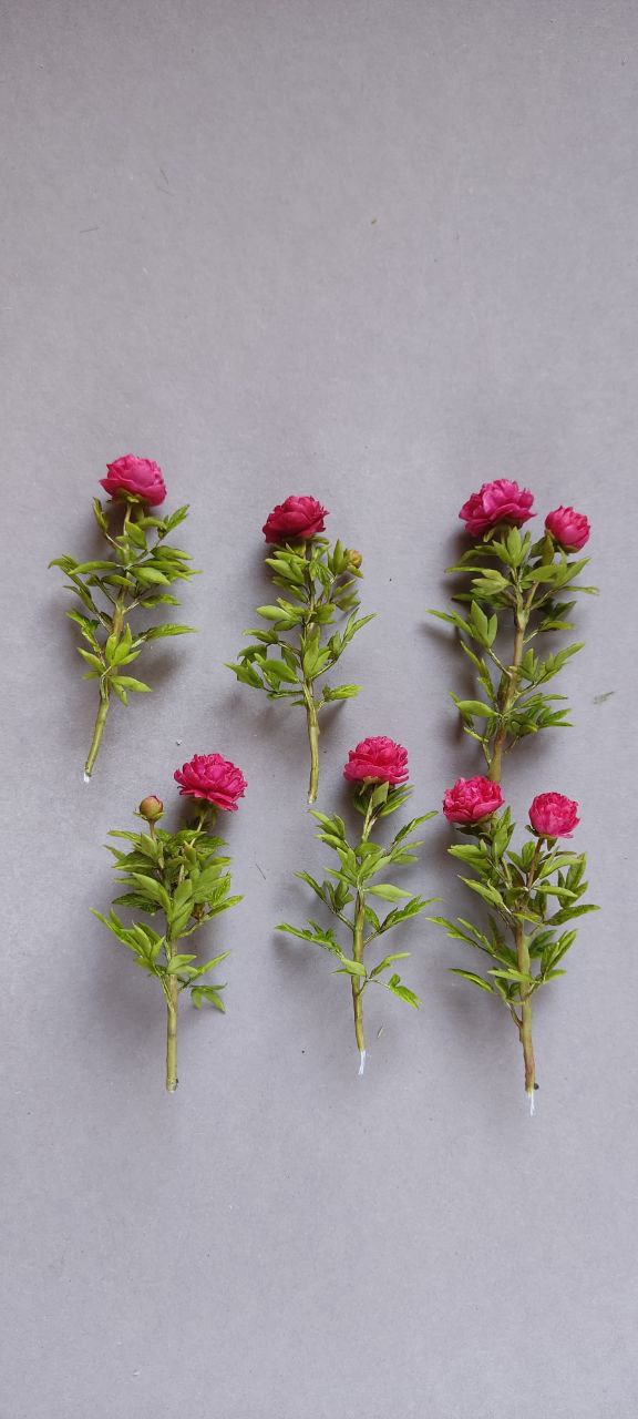 *   Peonies of Fransua Russo variety 1:12. The price is for one branch.