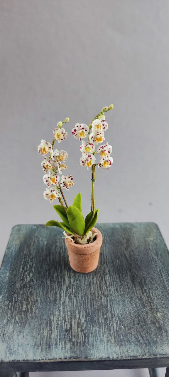 Phalaenopsis orchid in a pot