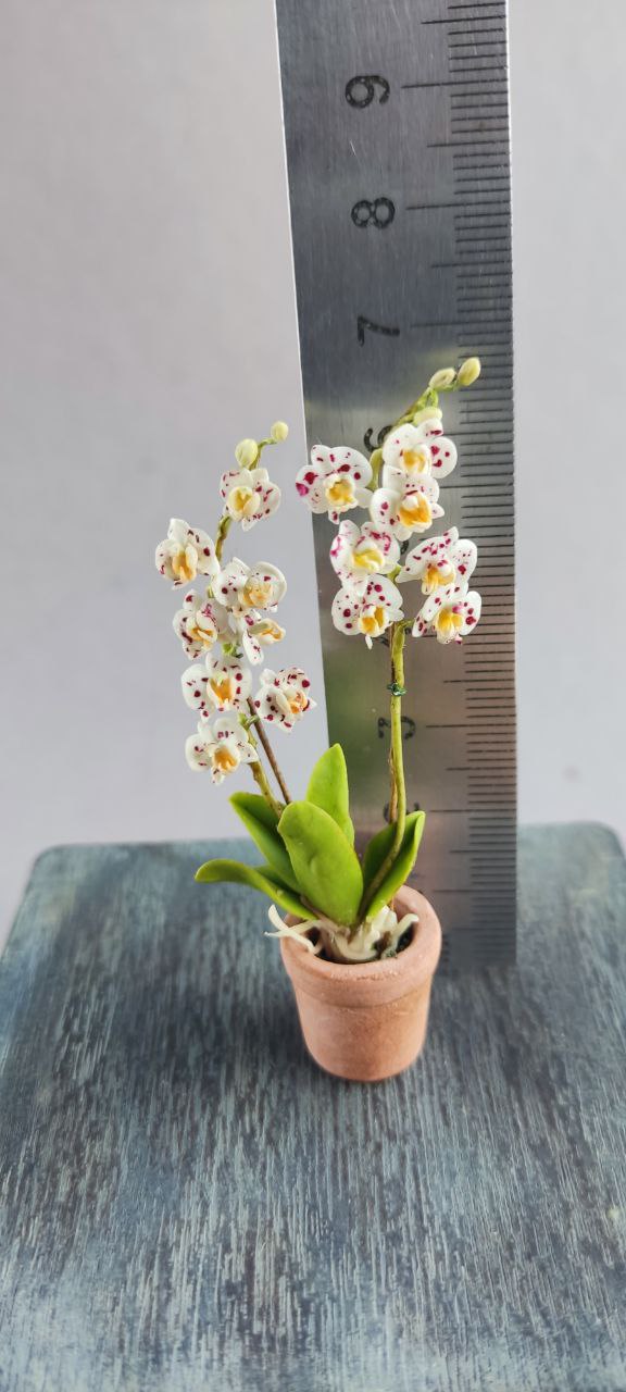 Phalaenopsis orchid in a pot