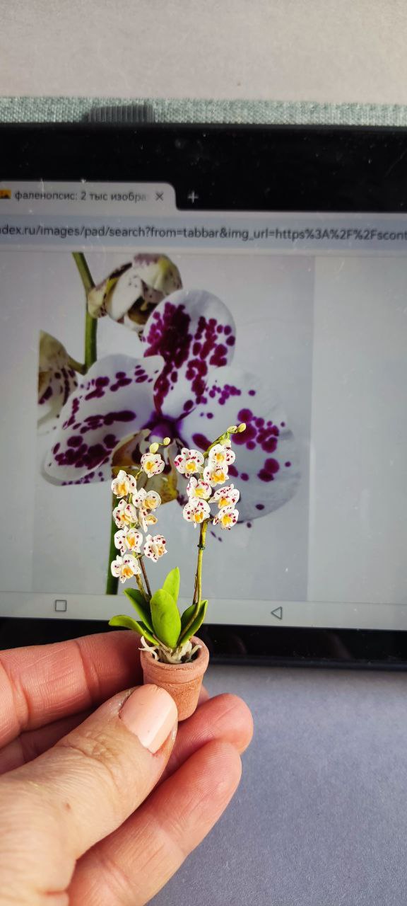 Phalaenopsis orchid in a pot