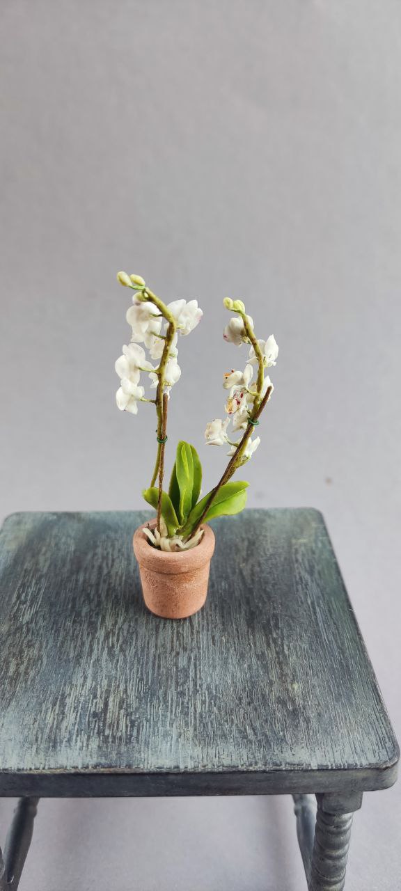 Phalaenopsis orchid in a pot