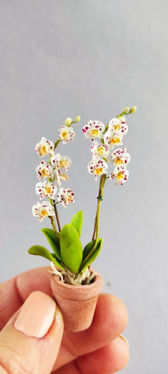 Phalaenopsis orchid in a pot