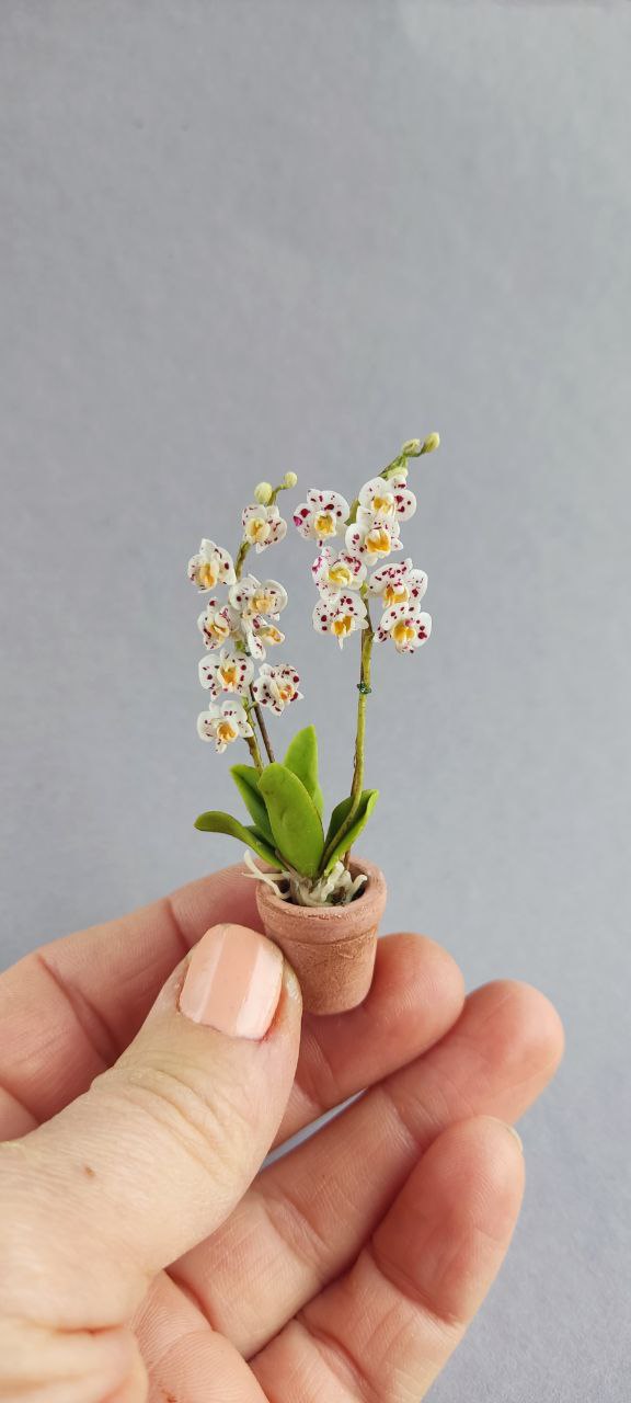Phalaenopsis orchid in a pot