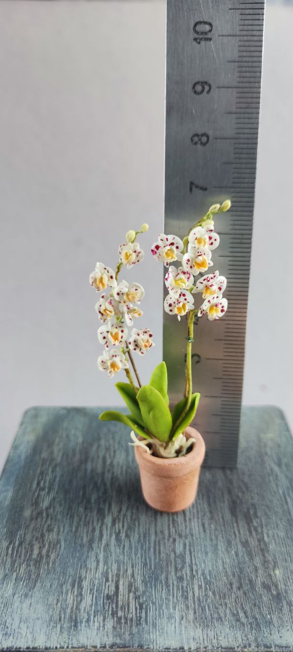 Phalaenopsis orchid in a pot