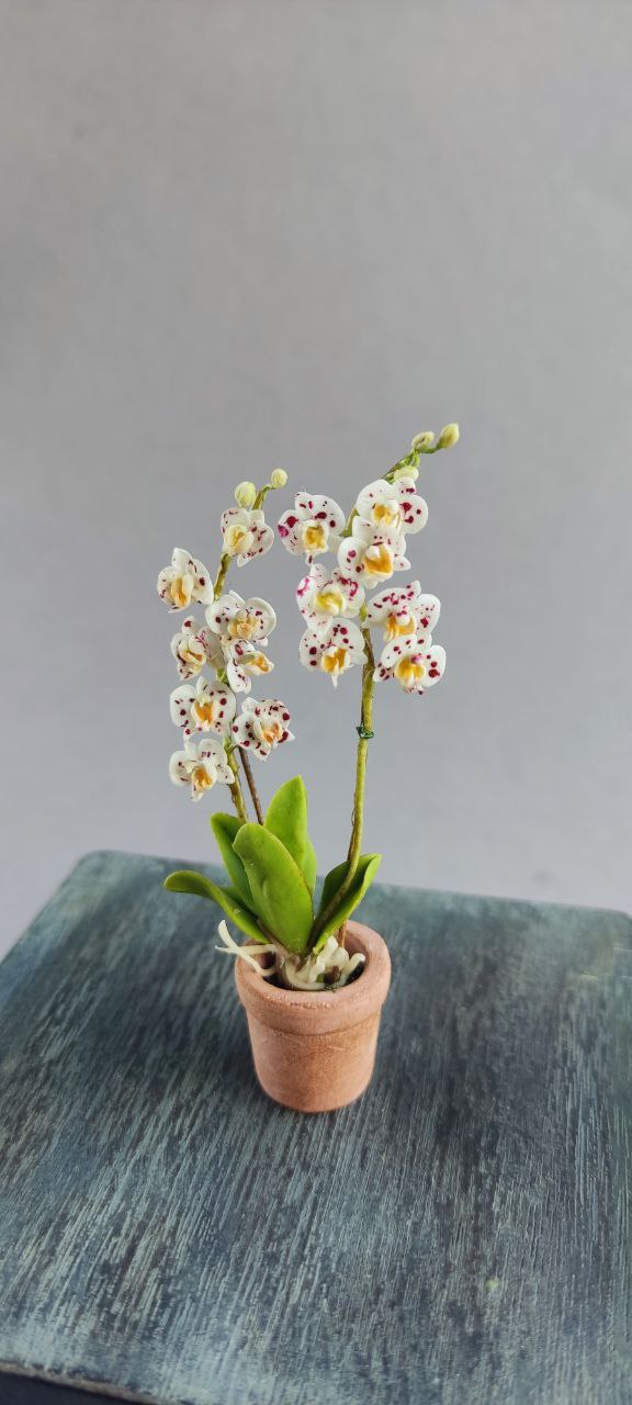 Phalaenopsis orchid in a pot