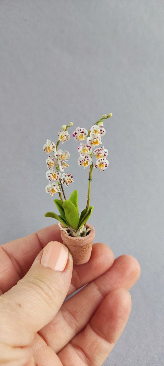 Phalaenopsis orchid in a pot