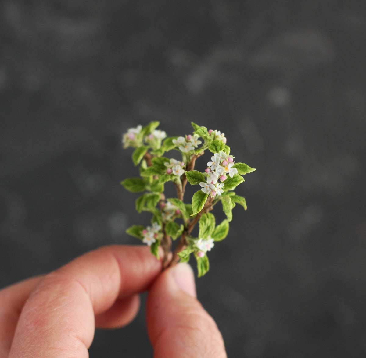 Apple blossom branch