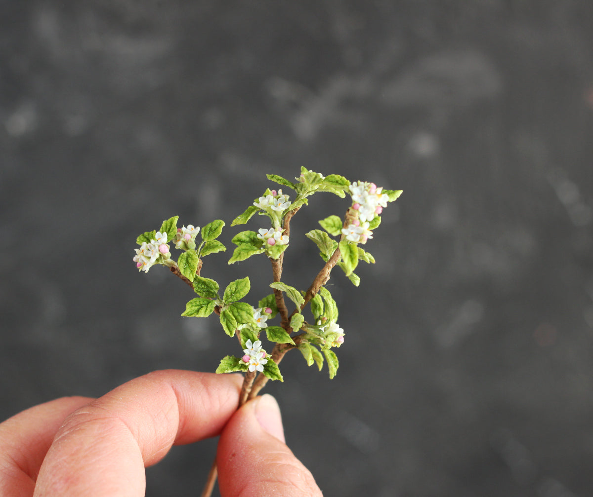 Apple blossom branch