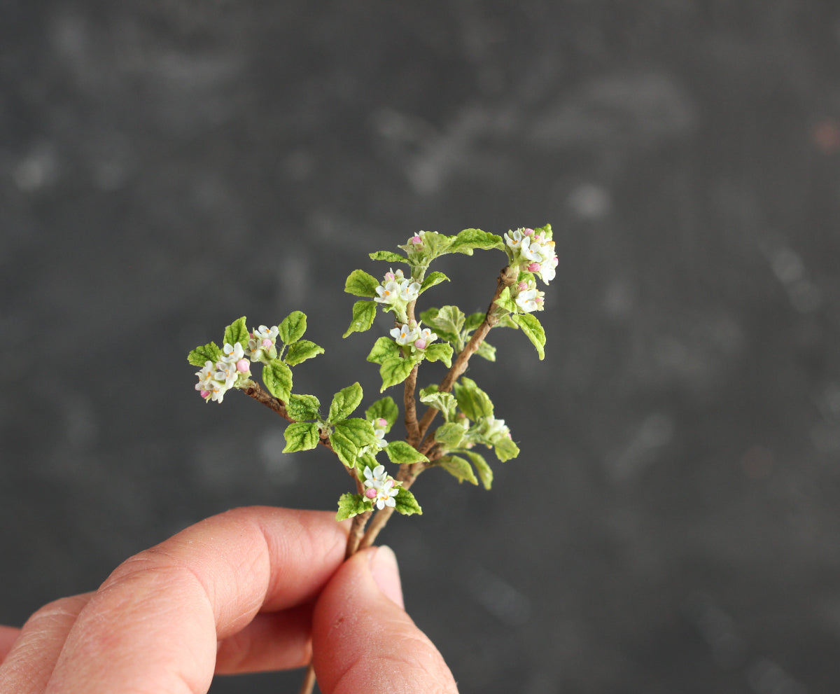 Apple blossom branch