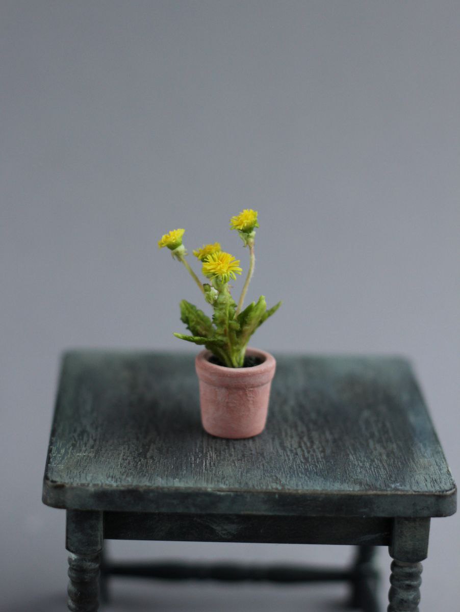 Dandelion in a flower pot