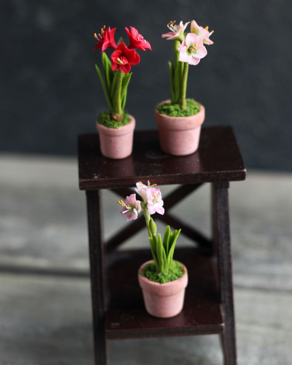 Amaryllis plant 1:12