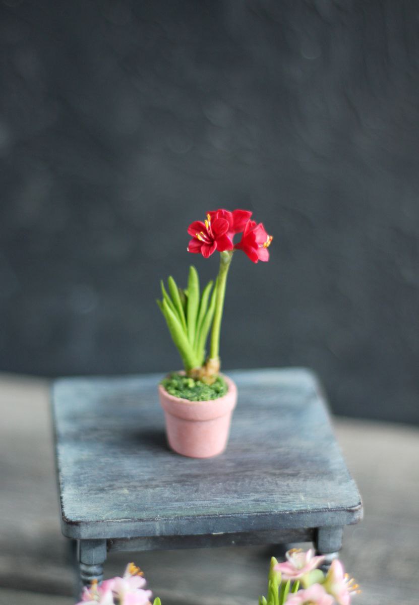 Amaryllis plant 1:12