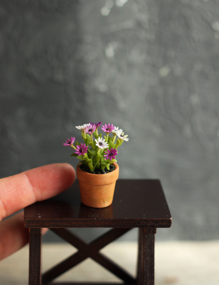 Flowering osteospermum. Miniature 1:12