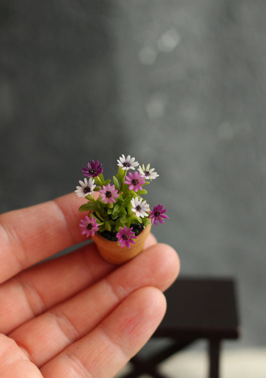 Flowering osteospermum. Miniature 1:12