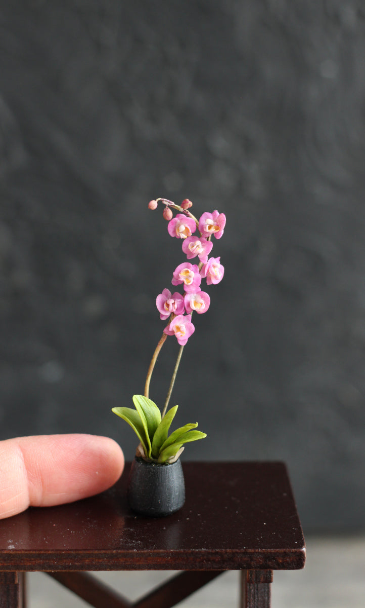 Phalaenopsis orchid. Miniature 1:12