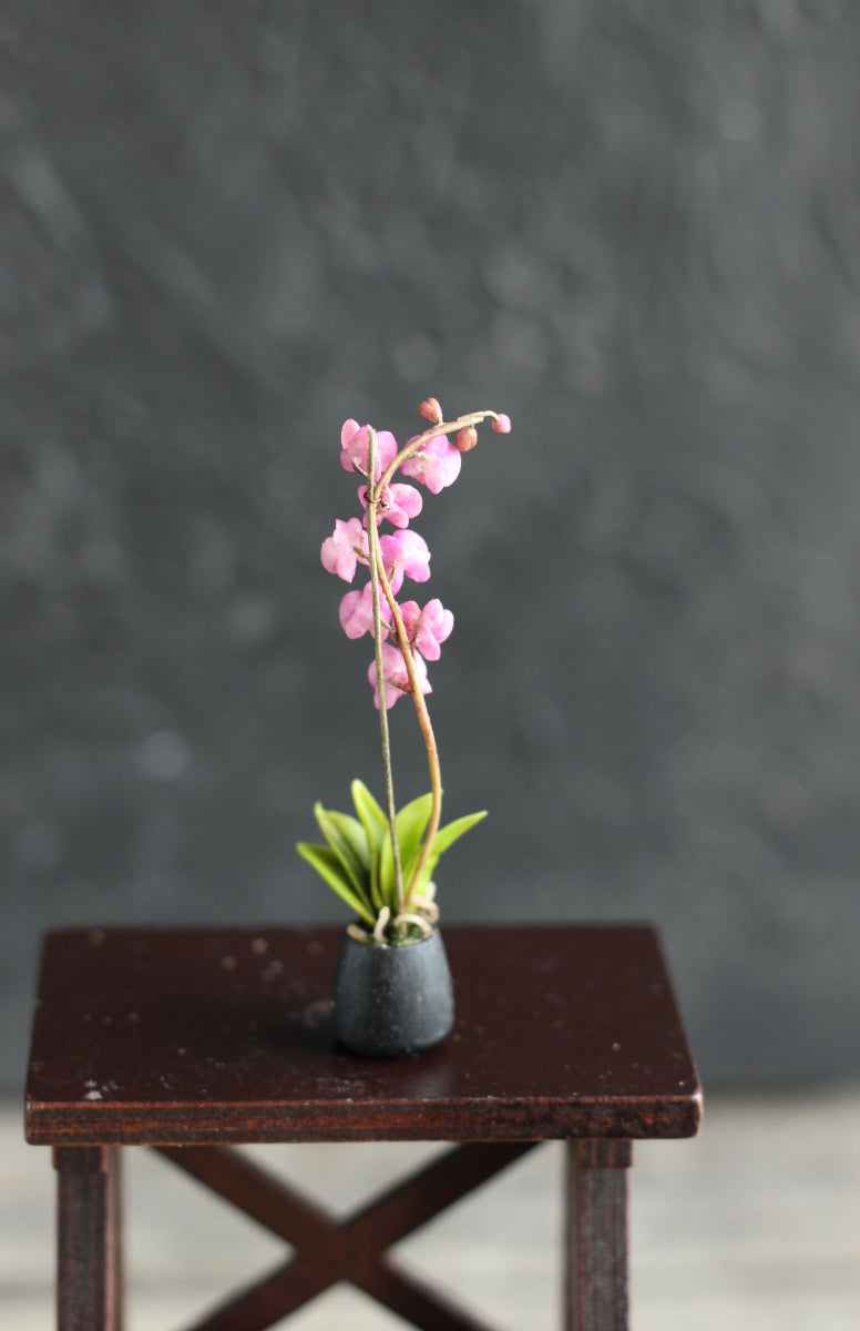 Phalaenopsis orchid. Miniature 1:12