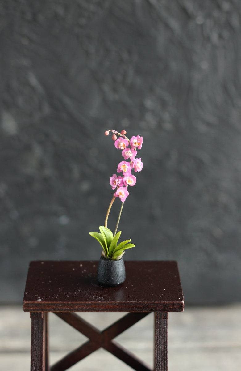 Phalaenopsis orchid. Miniature 1:12