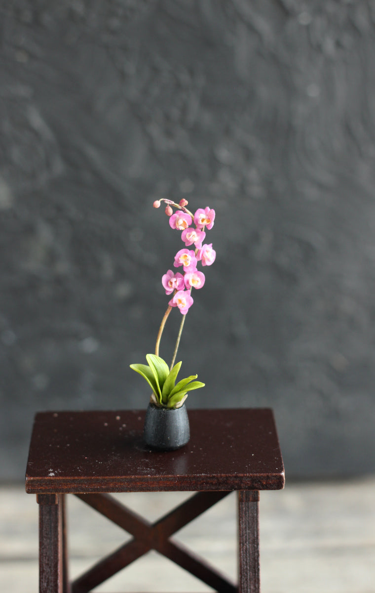 Phalaenopsis orchid. Miniature 1:12