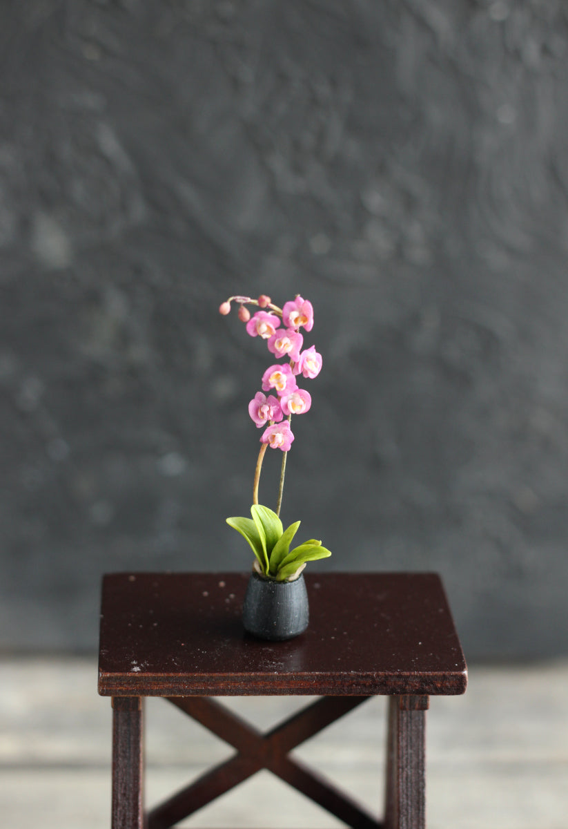 Phalaenopsis orchid. Miniature 1:12