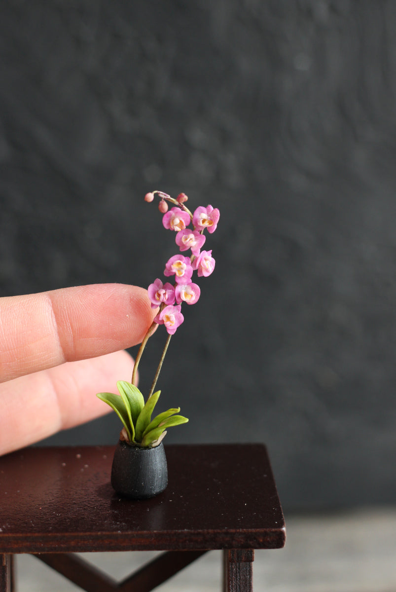 Phalaenopsis orchid. Miniature 1:12