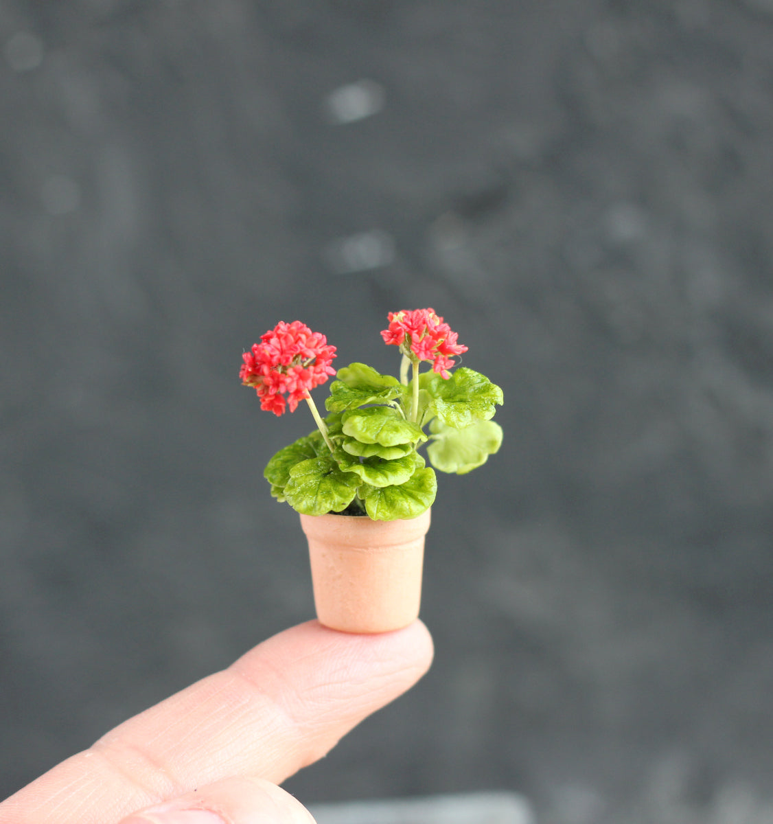 Red flowering geranium in a 1:12 pot for a dollhouse