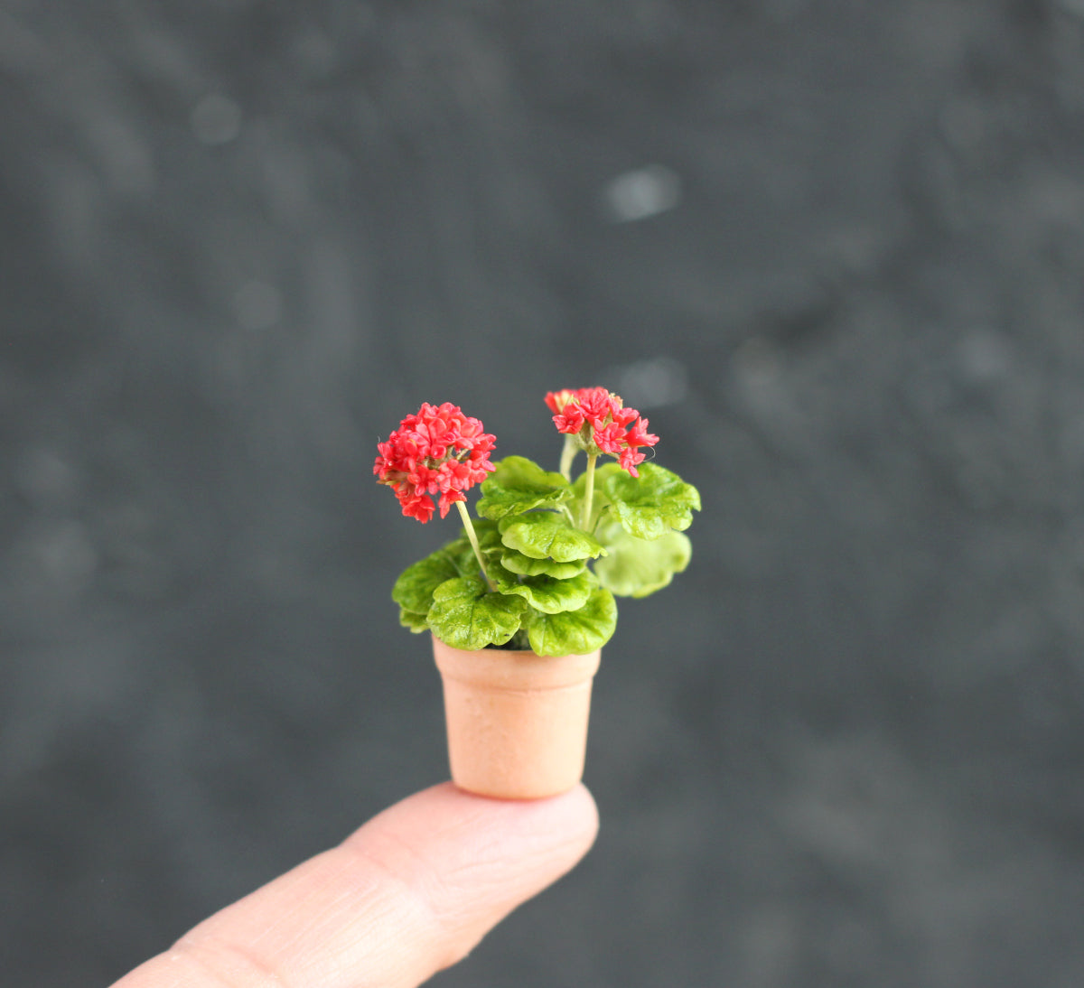 Red flowering geranium in a 1:12 pot for a dollhouse