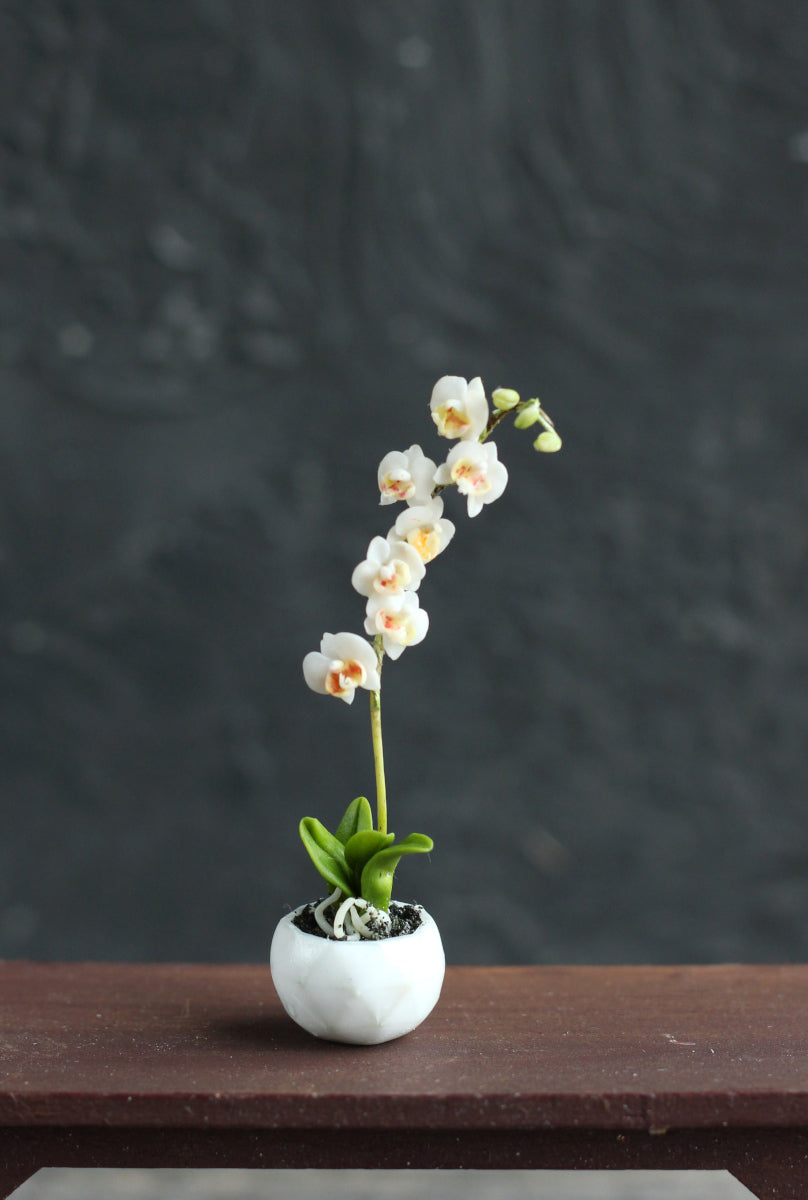 Miniature phalaenopsis orchid 1:12 in a dollhouse cachepot