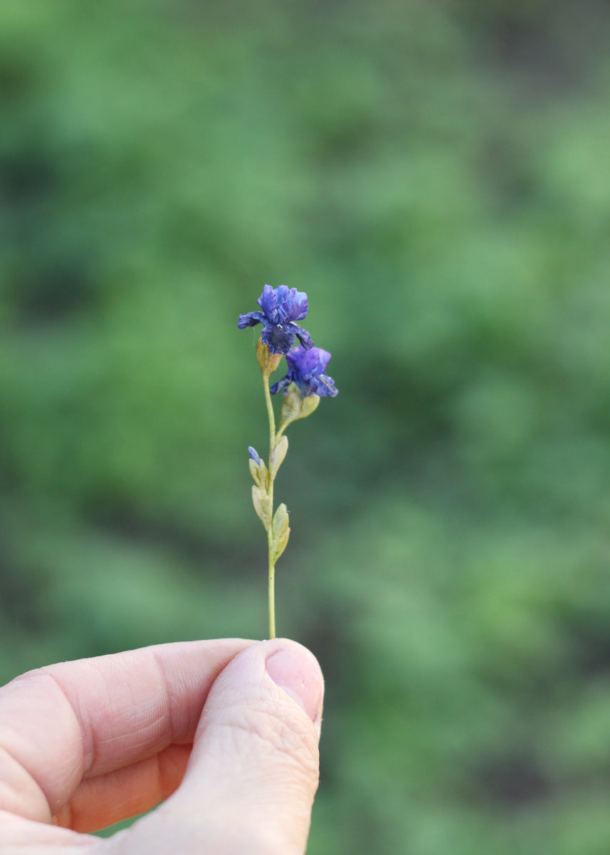 Miniature 1:12 iris for a dollhouse