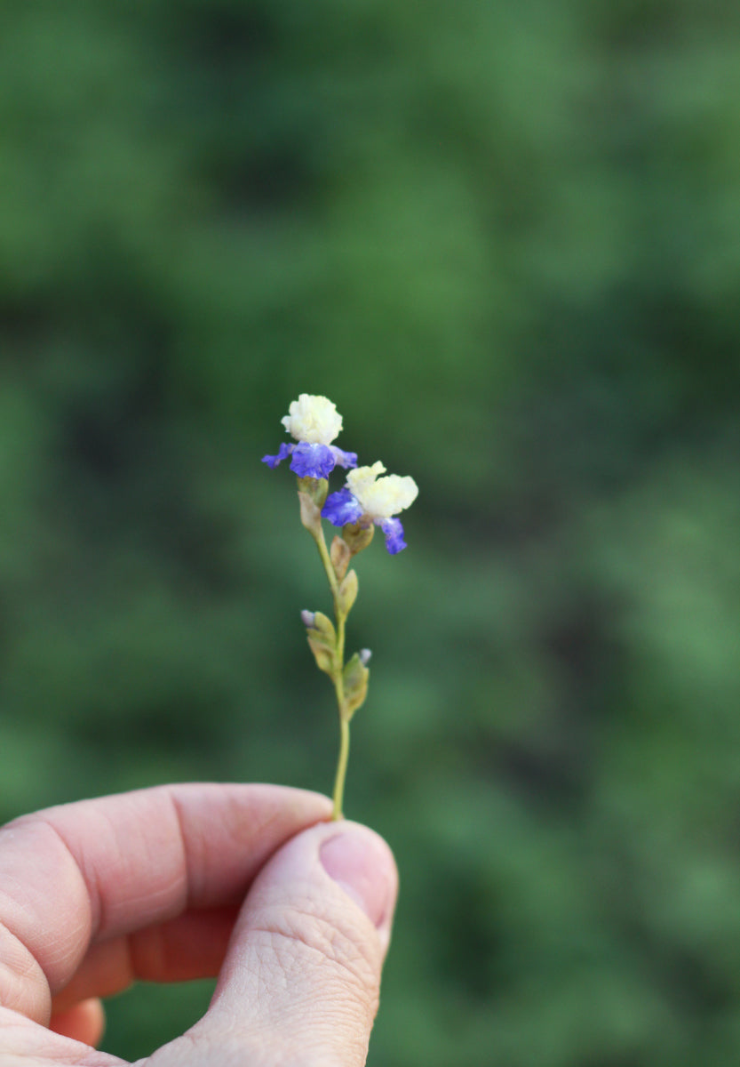 Miniature 1:12 iris for a dollhouse