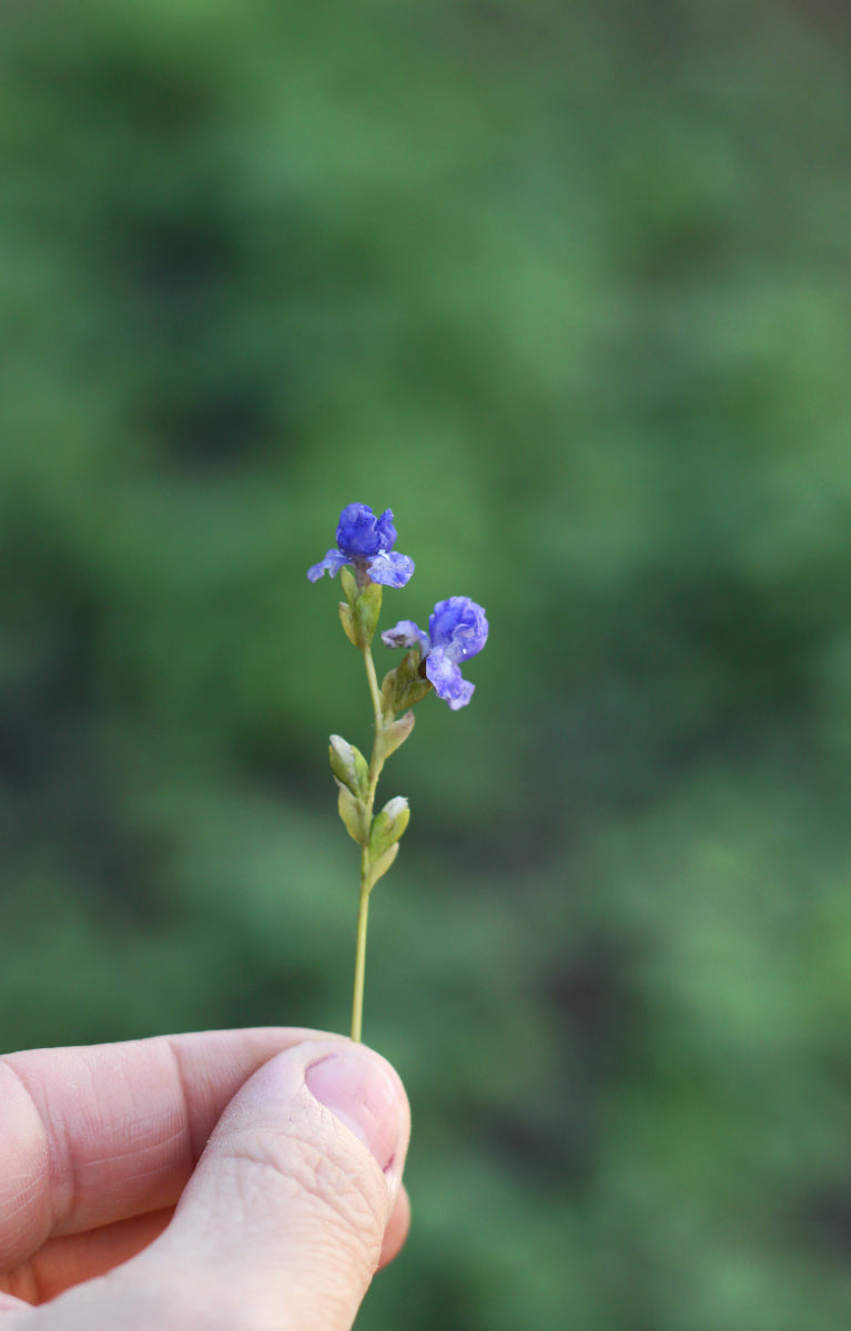 Miniature 1:12 iris for a dollhouse