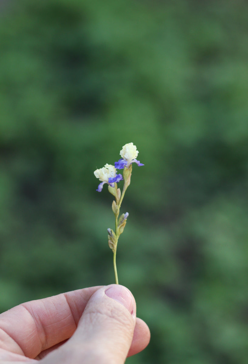 Miniature 1:12 iris for a dollhouse