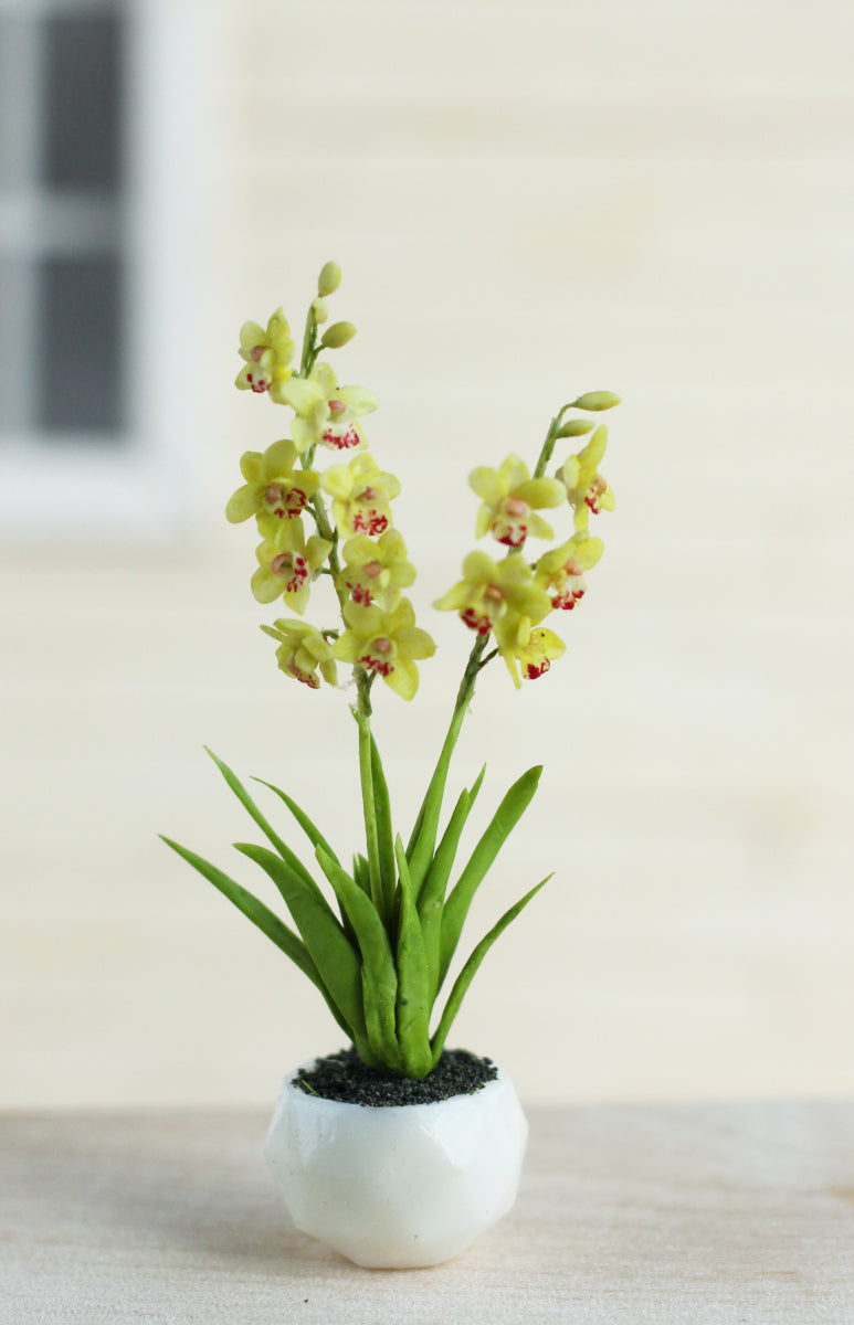 Cymbidium. Miniature 1:12