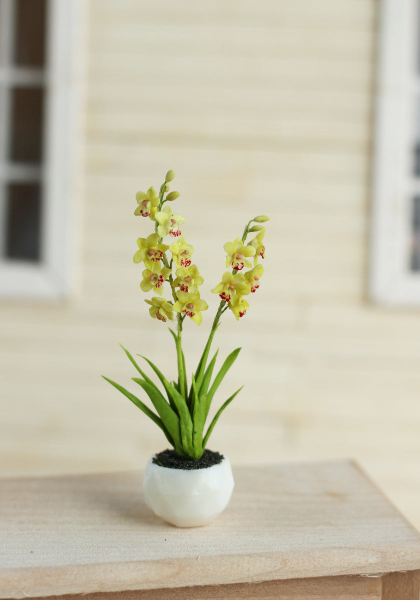 *     Cymbidium. Miniature 1:12