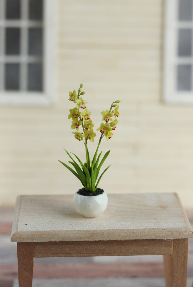 Cymbidium. Miniature 1:12
