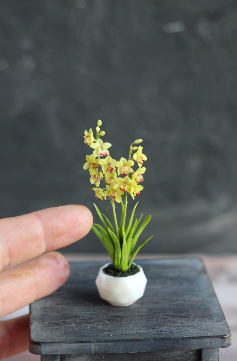*     Cymbidium. Miniature 1:12