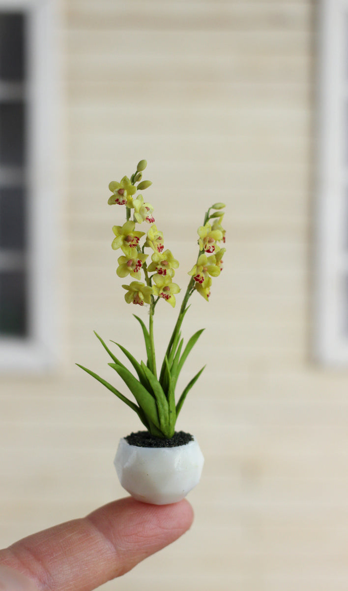 Cymbidium. Miniature 1:12