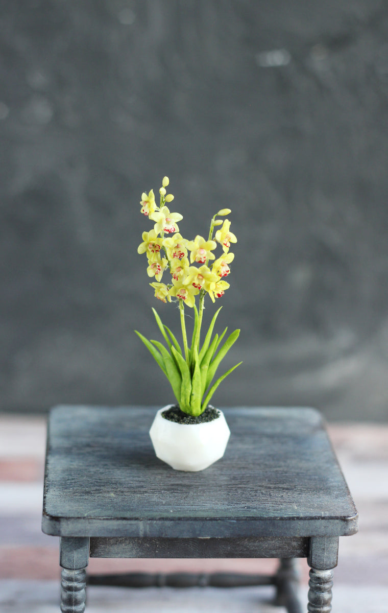 *     Cymbidium. Miniature 1:12