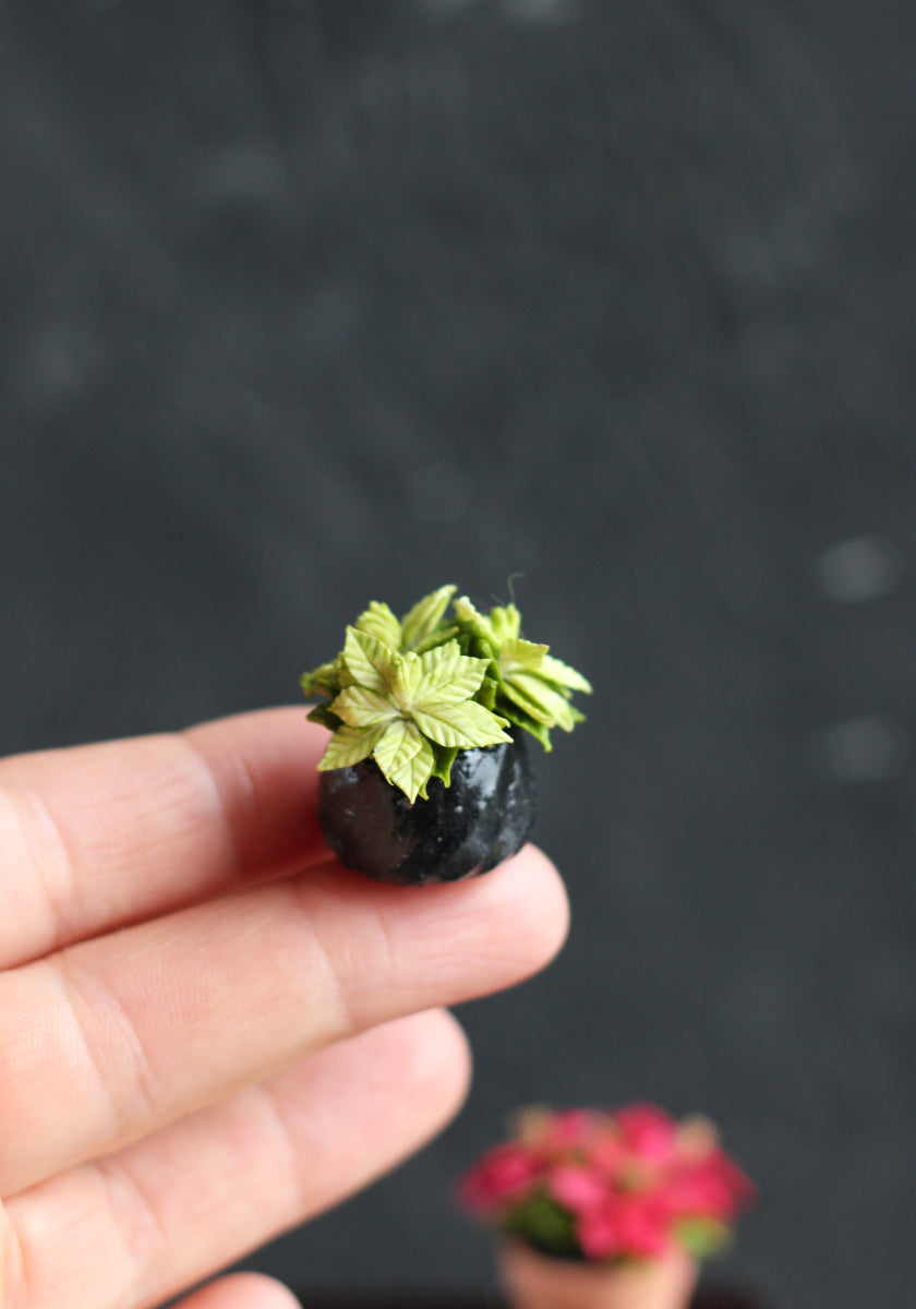 Poinsettia in a pot. 1:12