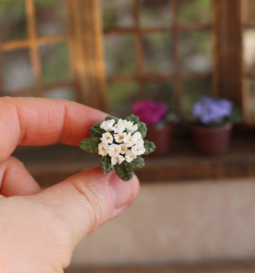 *    Room violet  in a pot 1:12