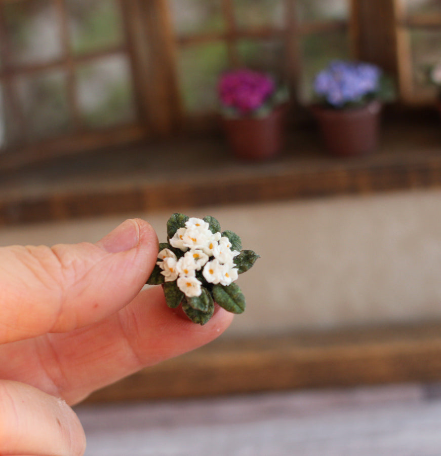 *    Room violet  in a pot 1:12