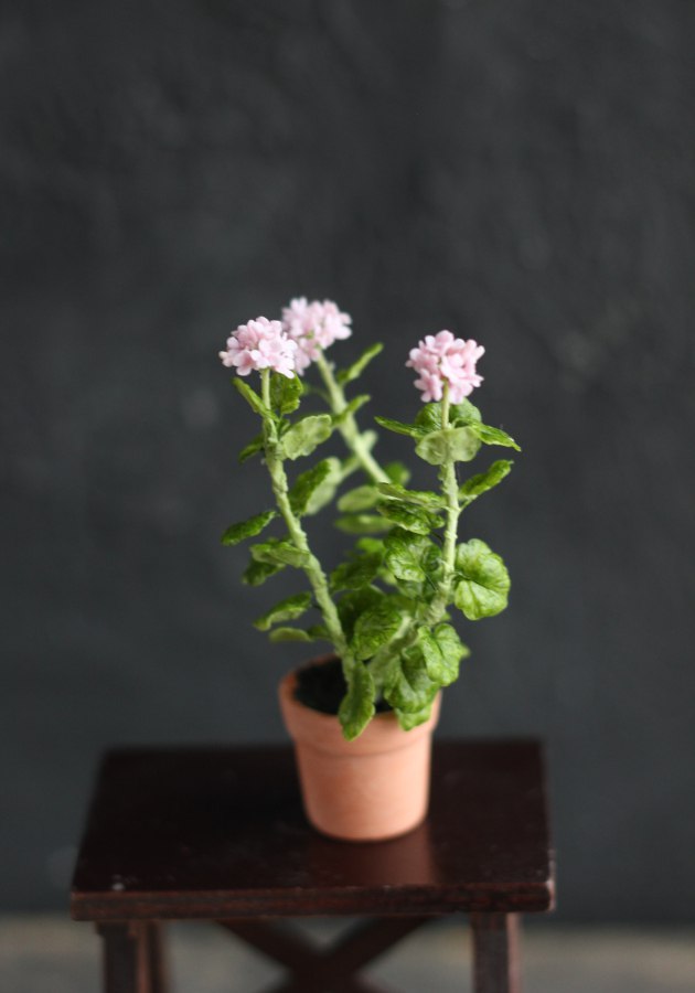 An old geranium in a 1:12 pot