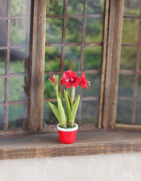 Amaryllis plant 1:12