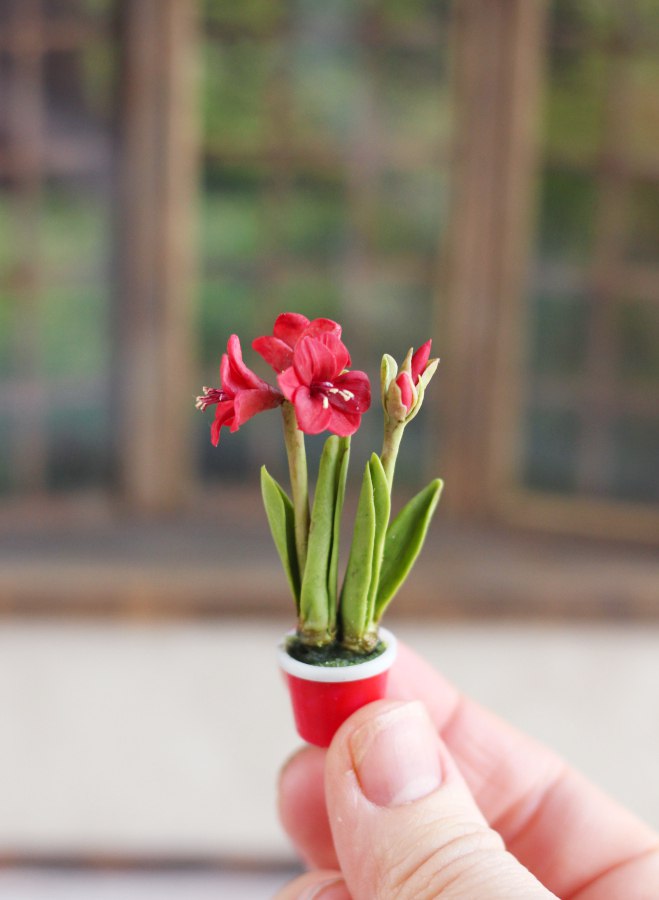 Amaryllis plant 1:12
