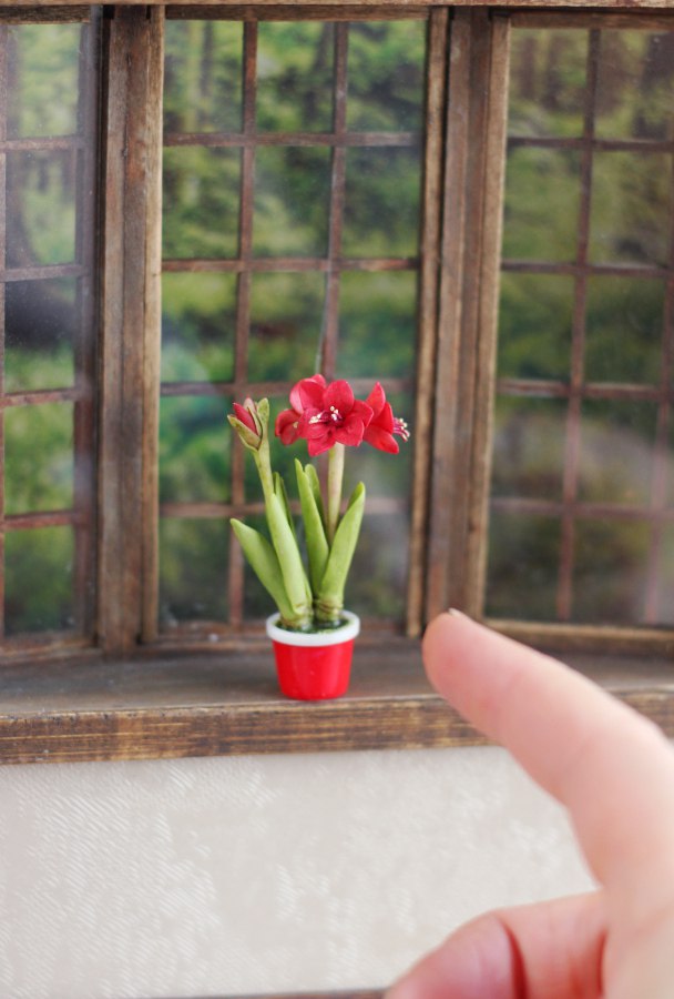 Amaryllis plant 1:12