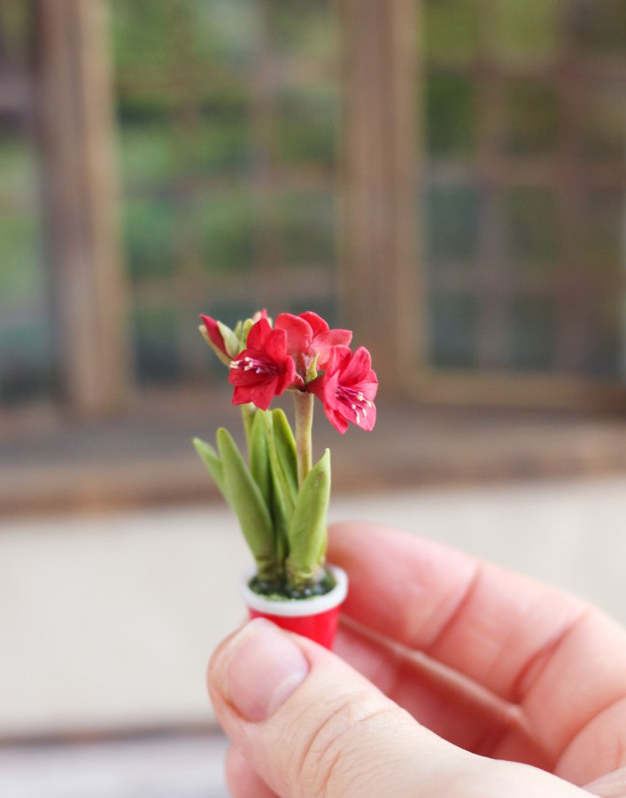 Amaryllis plant 1:12